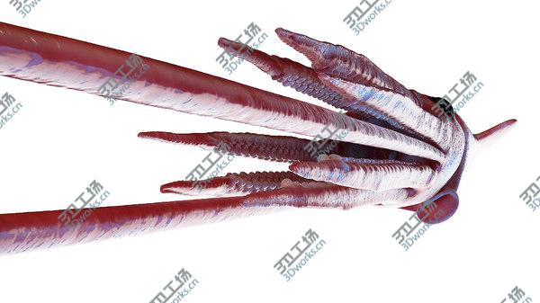 images/goods_img/20210312/3D Giant Squid/4.jpg